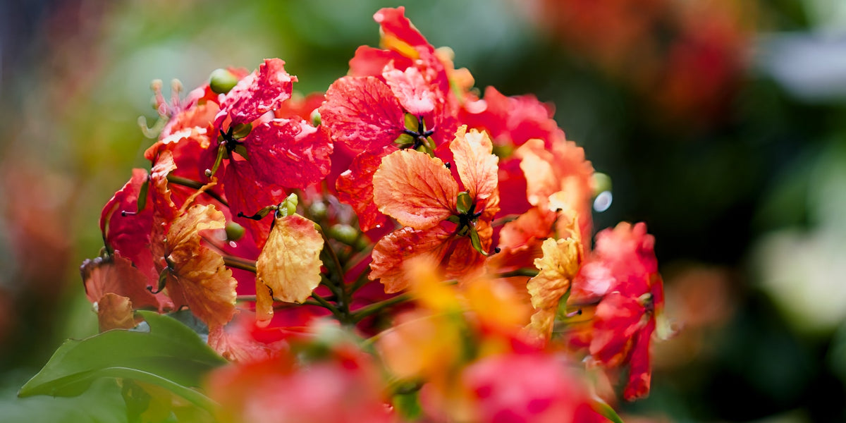 Tropical floral fine art photography prints by Lumina Flora Studio