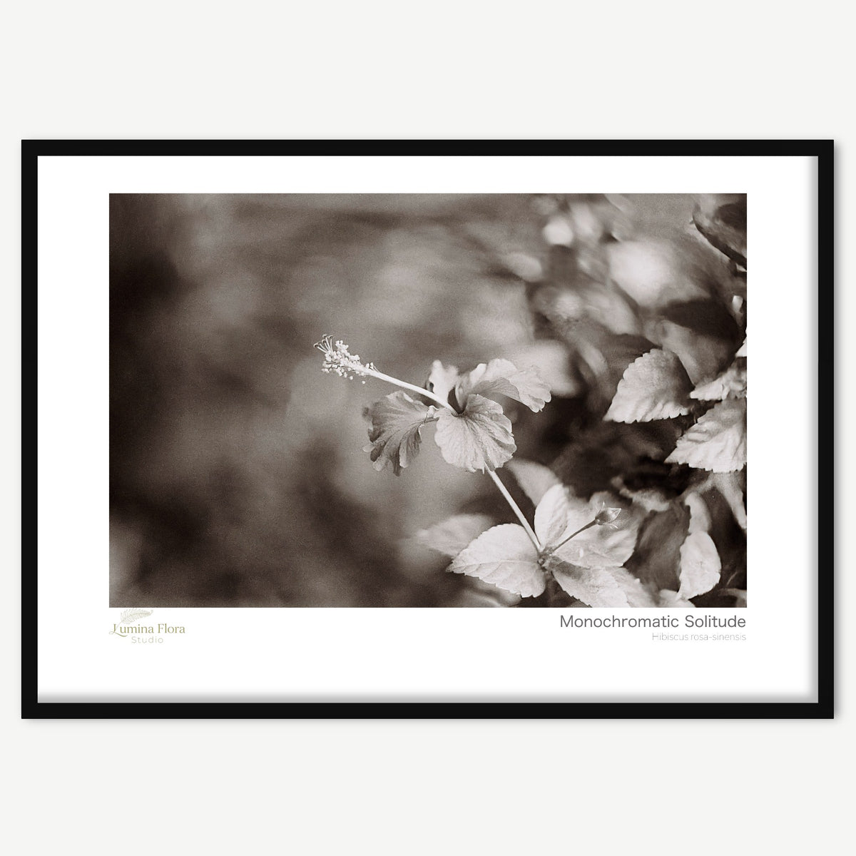 Monochromatic Solitude — Hibiscus rosa-sinensis
