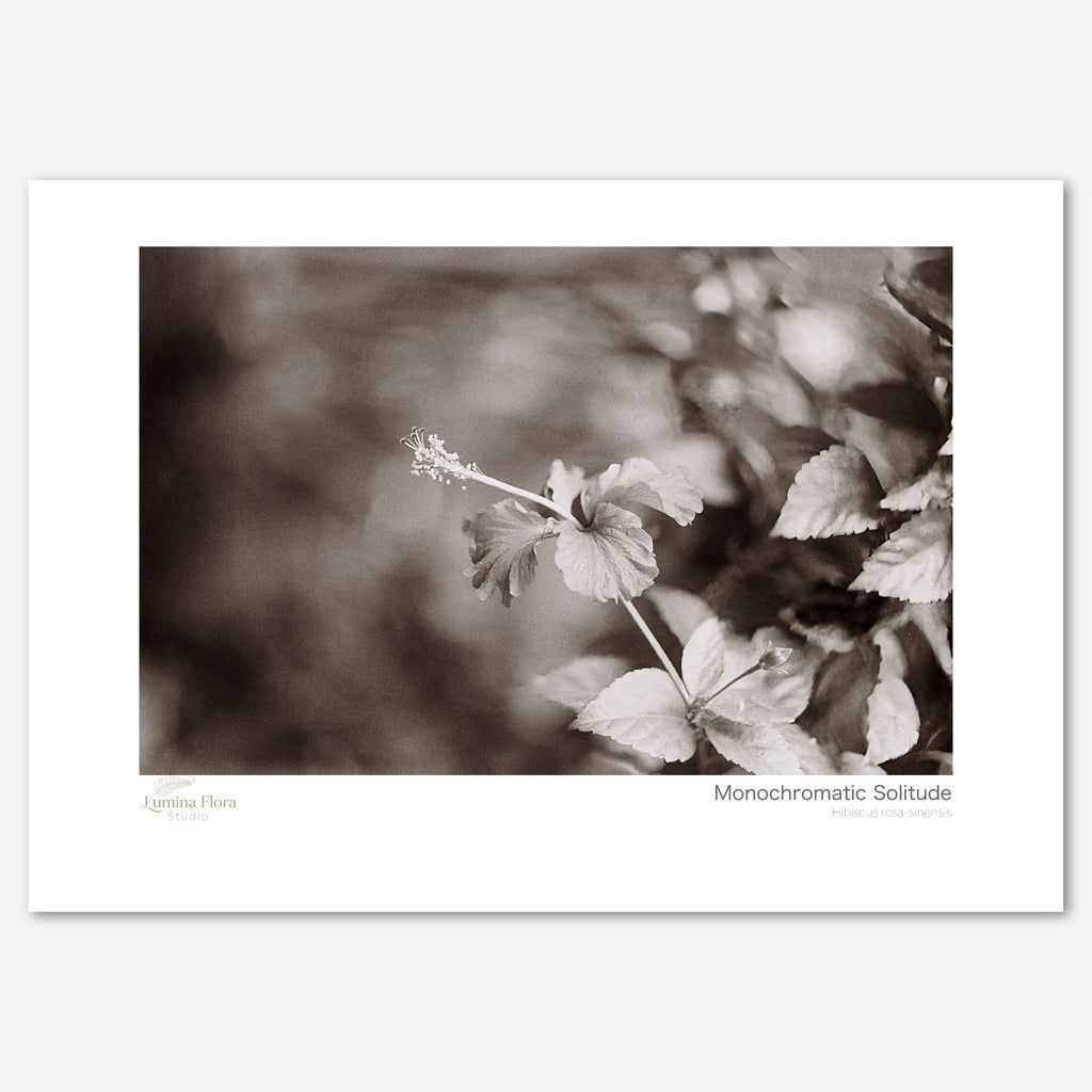 Monochromatic Solitude — Hibiscus rosa-sinensis