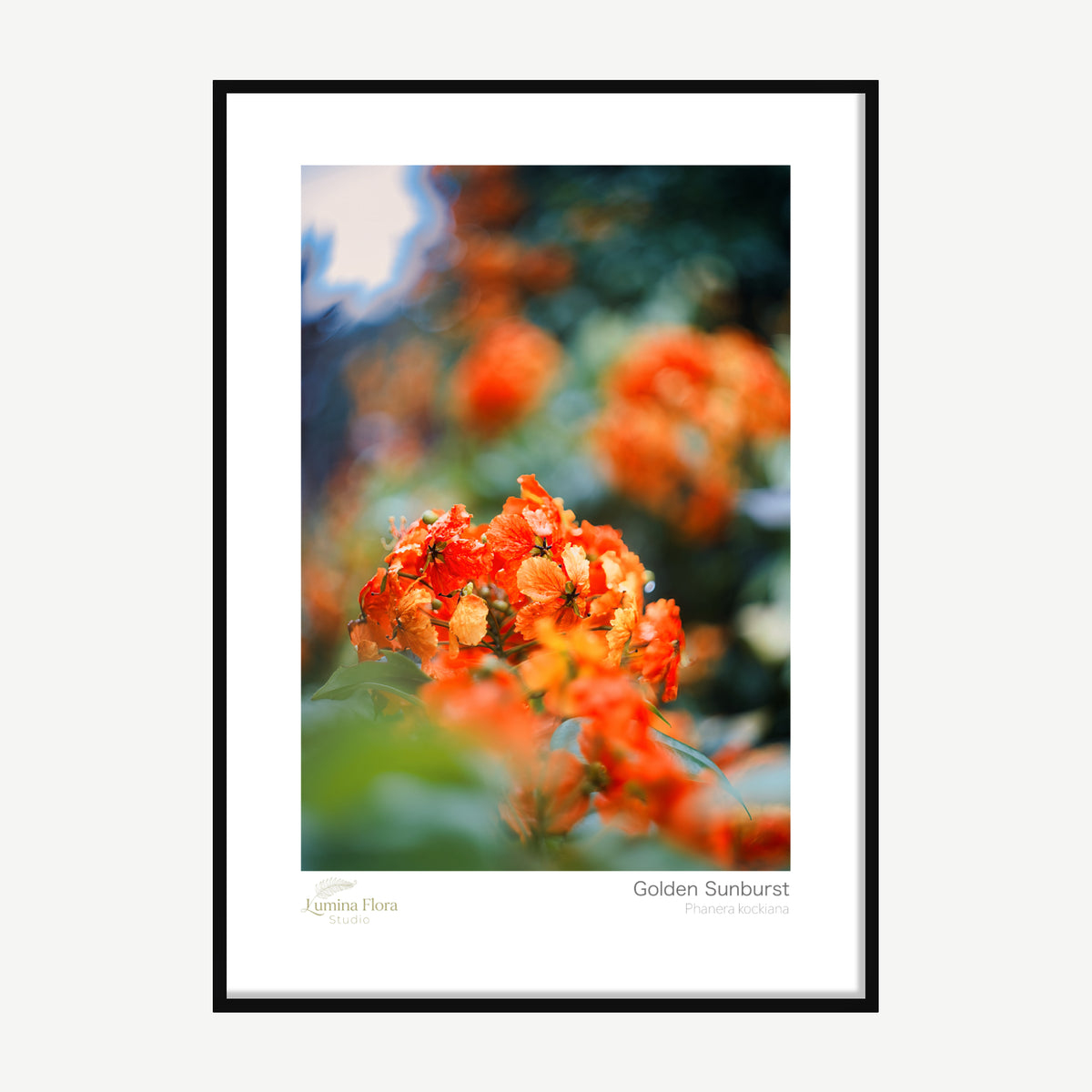 Framed print: orange-red bauhinia flower cluster in dappled sun, black wood frame