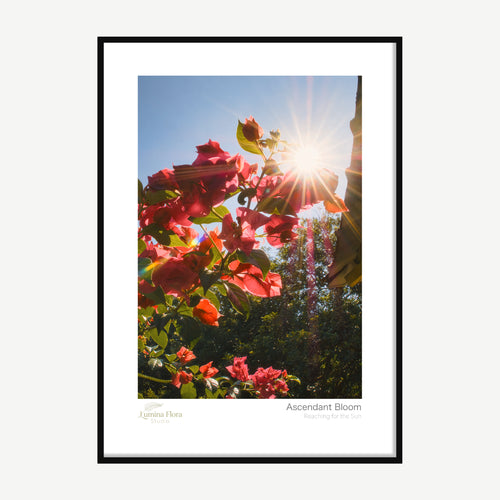 Framed print: magenta bougainvillea against blue sky with sunburst, black wood frame
