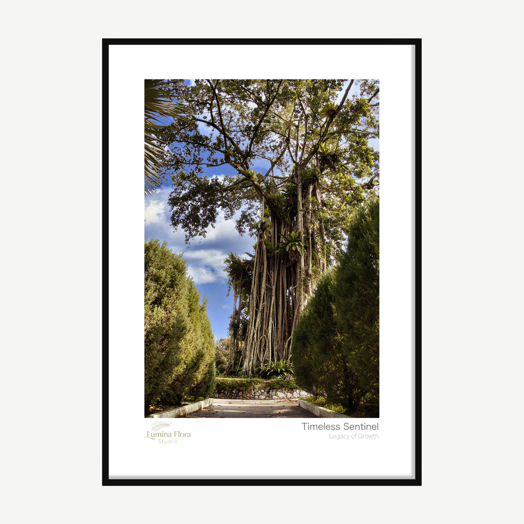 Framed print: banyan tree with hanging aerial roots under blue sky, black wood frame