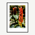 Framed print: red button ginger flower spike among green leaves, black wood frame