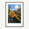 Framed print: yellow dragon fruit flower bud on cactus under a sunburst, black wood frame