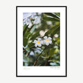 Framed print: two white frangipani flowers with water droplets on a branch, black wood frame