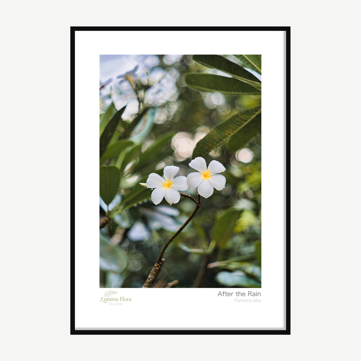 Framed print: two white frangipani flowers with water droplets on a branch, black wood frame