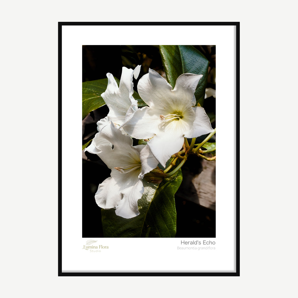 Framed print: white trumpet-shaped Herald's Trumpet flowers in sunlight, black wood frame