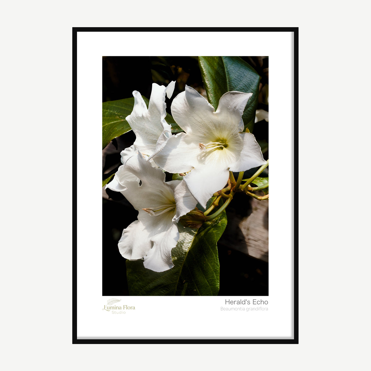 Framed print: white trumpet-shaped Herald's Trumpet flowers in sunlight, black wood frame