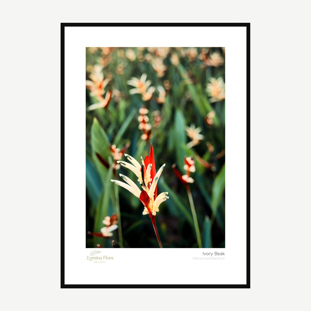 Framed print: ivory heliconia parrot flower with red tips, black wood frame