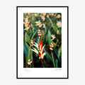 Framed print: ivory heliconia parrot flower with red tips, black wood frame