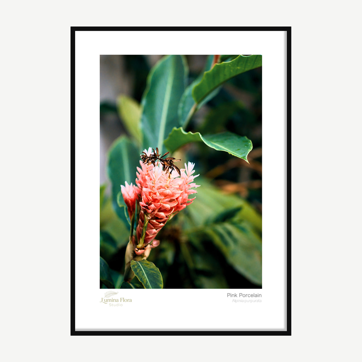 Framed print: pink ginger flower among green tropical leaves, black wood frame