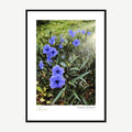 Framed print: purple petunias in golden morning light, black wood frame
