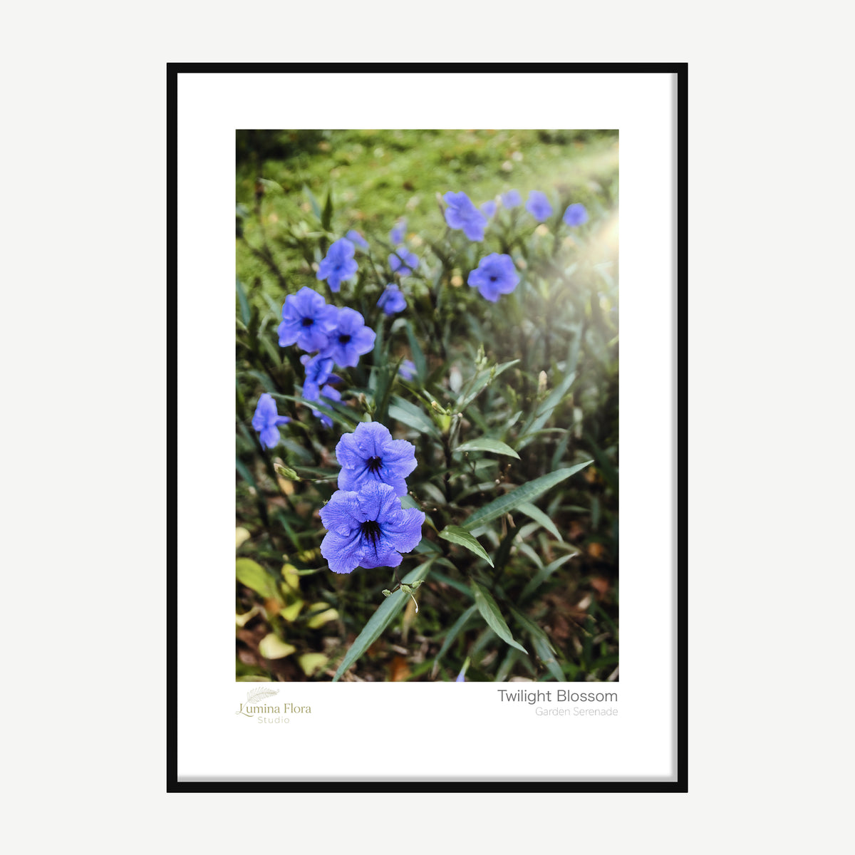 Framed print: purple petunias in golden morning light, black wood frame