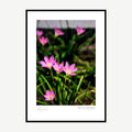 Framed print: cluster of pink rain lilies in green grass, black wood frame