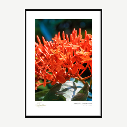 Framed print: cluster of red ixora flowers in sunlight, black wood frame