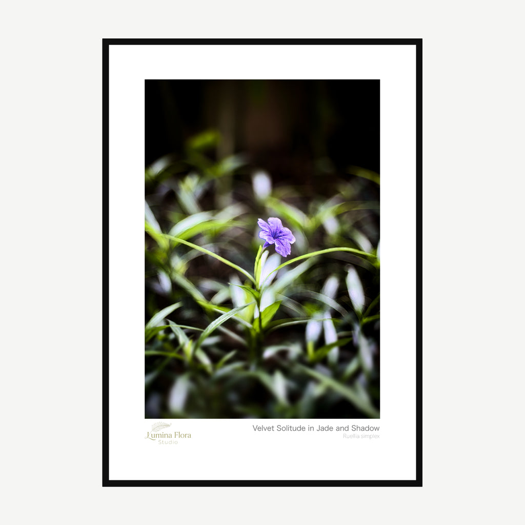 Framed print: single purple Mexican petunia against dark green foliage, black wood frame