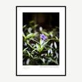 Framed print: single purple Mexican petunia against dark green foliage, black wood frame