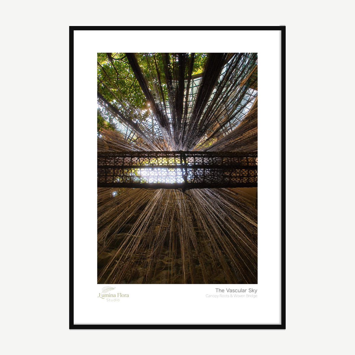Framed print: looking up at hanging aerial roots and a woven bridge in a glasshouse, black wood frame