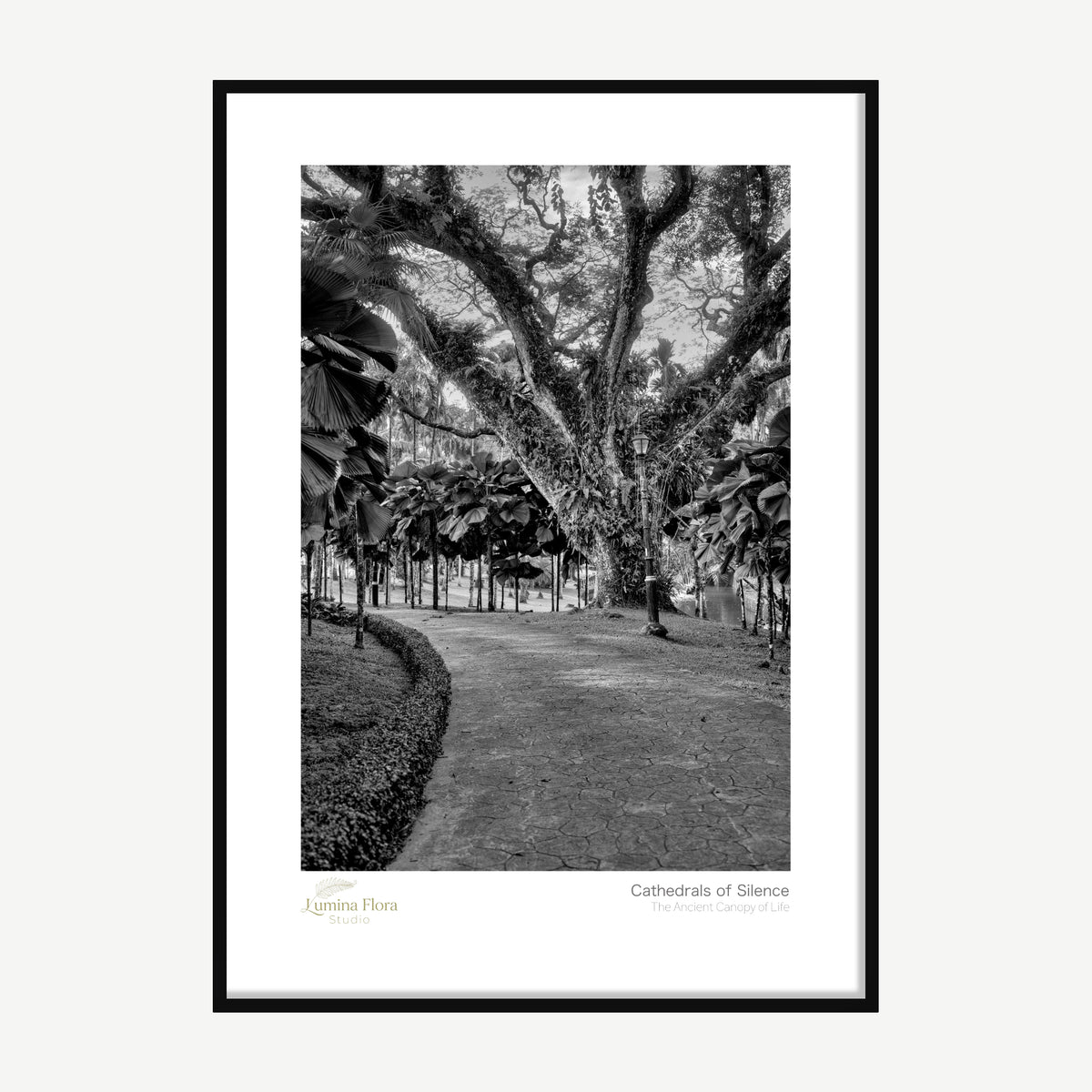 Framed print: black and white garden path under large old trees and lamps, black wood frame