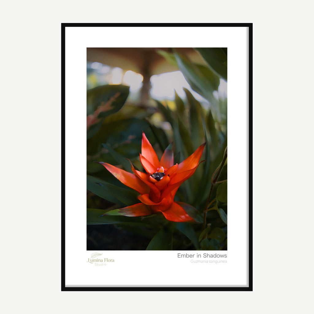 Framed print: red bromeliad among dark green leaves, black wood frame