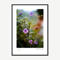 Framed print: violet wild petunias among green foliage in soft light, black wood frame