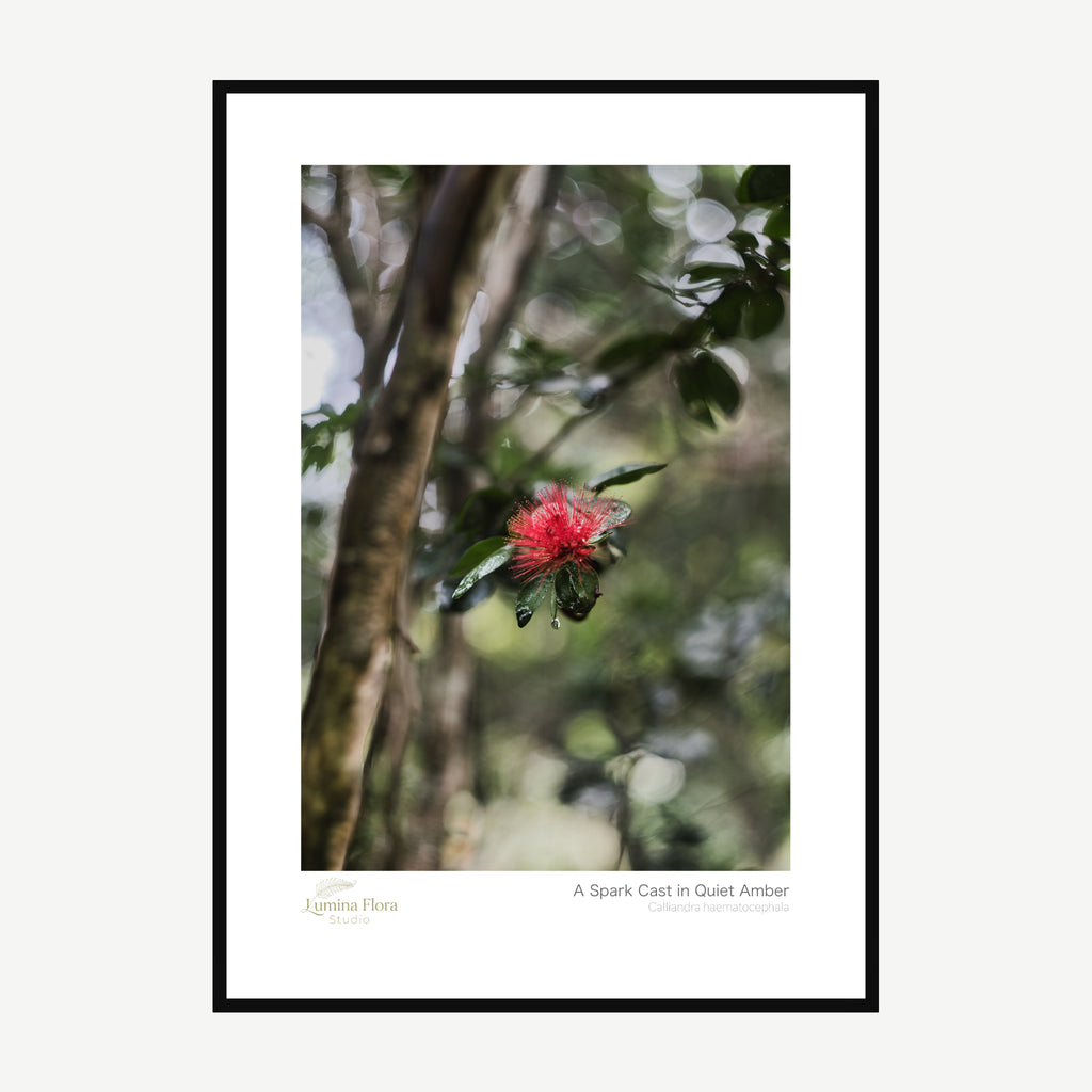 Framed print: red powderpuff flower in garden shade, black wood frame