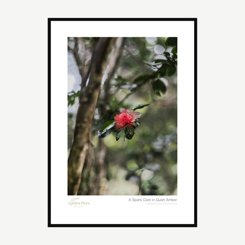 Framed print: red powderpuff flower in garden shade, black wood frame