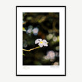 Framed print: white frangipani flower with raindrops on dark bokeh background, black wood frame