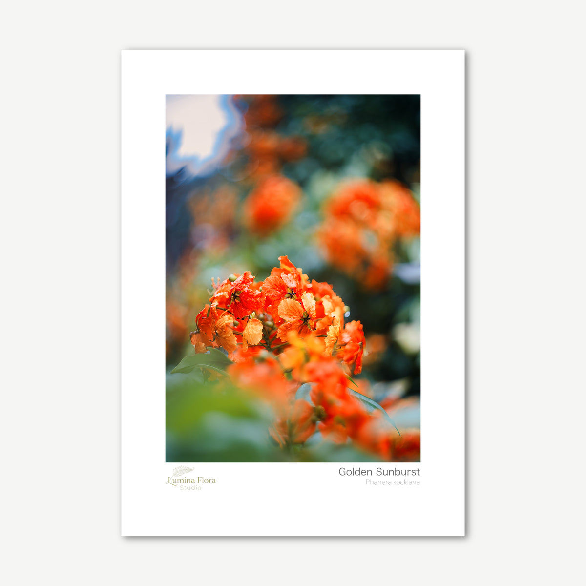 Unframed print: orange-red bauhinia flower cluster, white gallery border