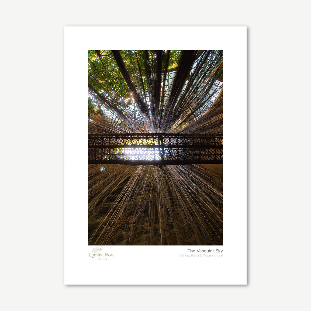 Unframed print: hanging aerial roots and woven bridge in a glasshouse, white gallery border