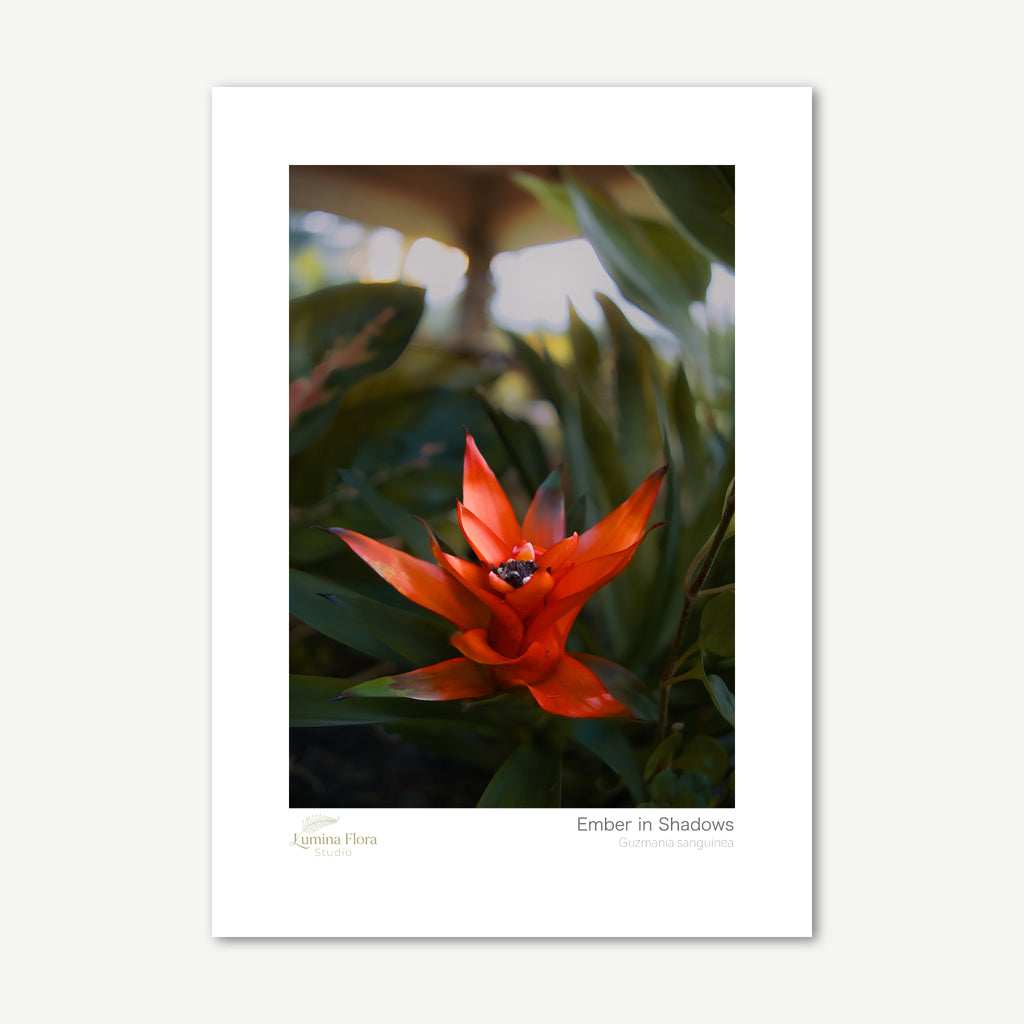 Unframed print: red bromeliad among dark green leaves, white gallery border