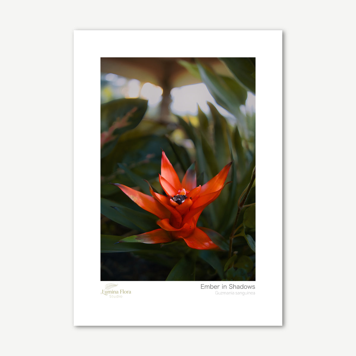 Unframed print: red bromeliad among dark green leaves, white gallery border