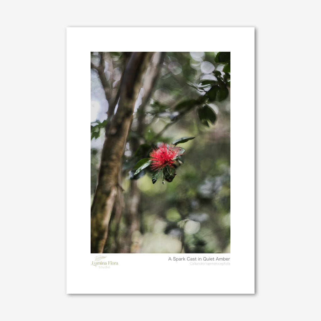 Unframed print: red powderpuff flower in garden shade, white gallery border
