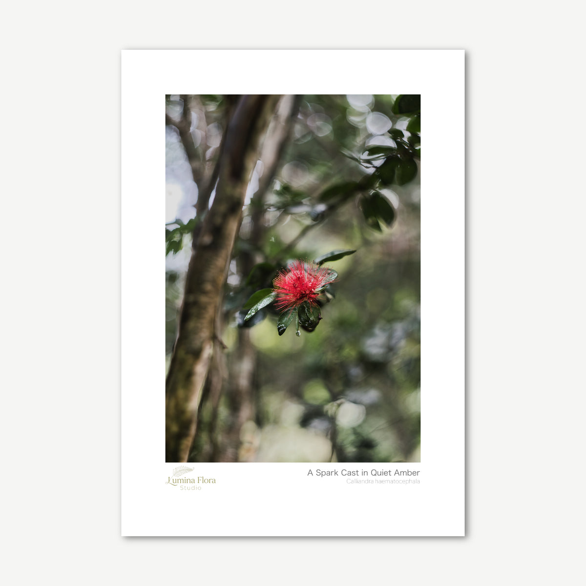 Unframed print: red powderpuff flower in garden shade, white gallery border