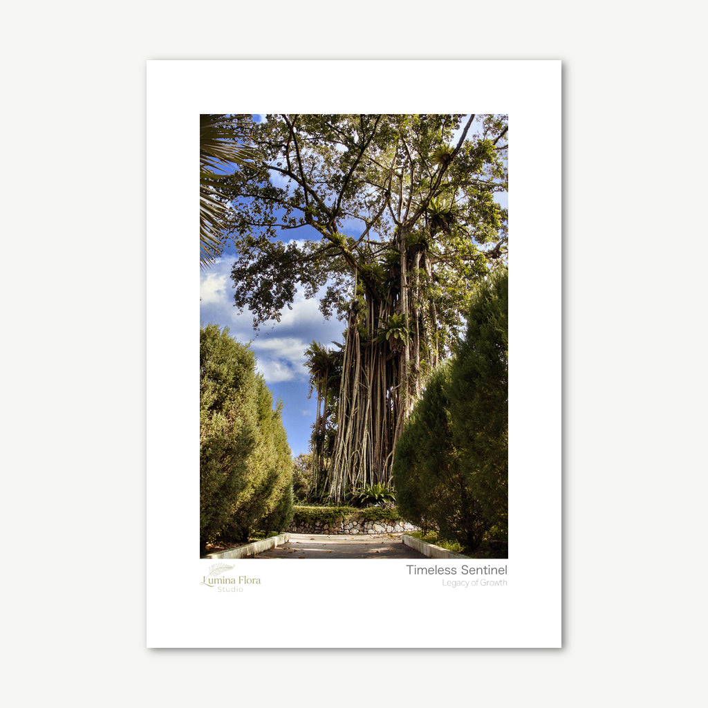 Unframed print: banyan tree with aerial roots, white gallery border