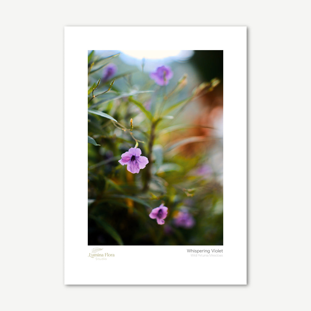 Unframed print: violet wild petunias among green foliage, white gallery border