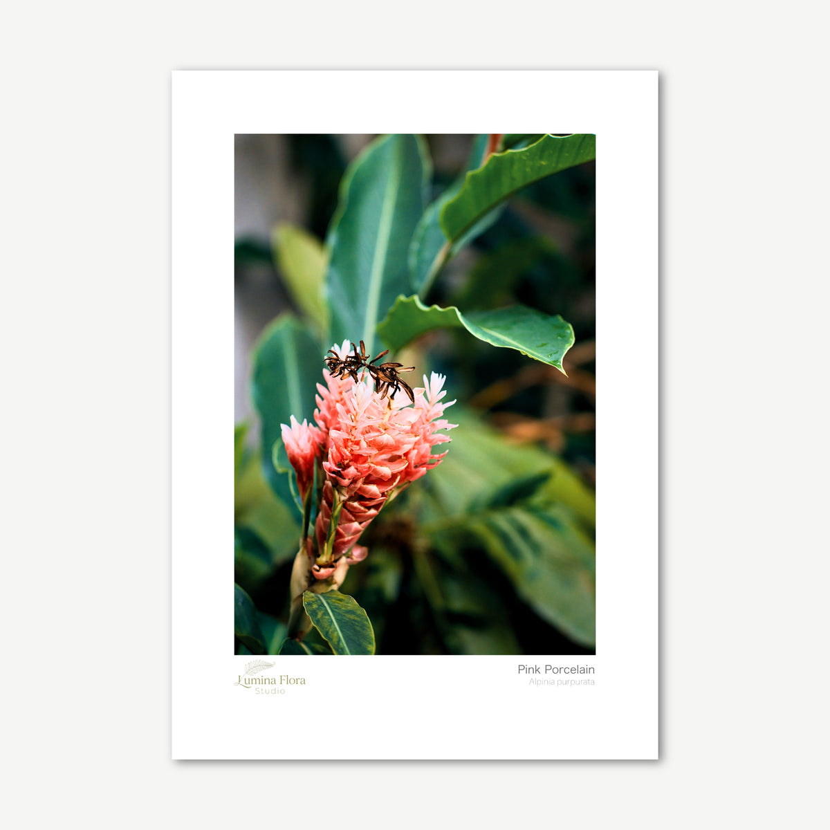 Unframed print: pink ginger flower among green leaves, white gallery border