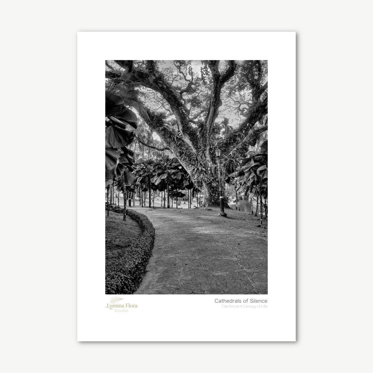 Unframed print: black and white garden path under old trees, white gallery border