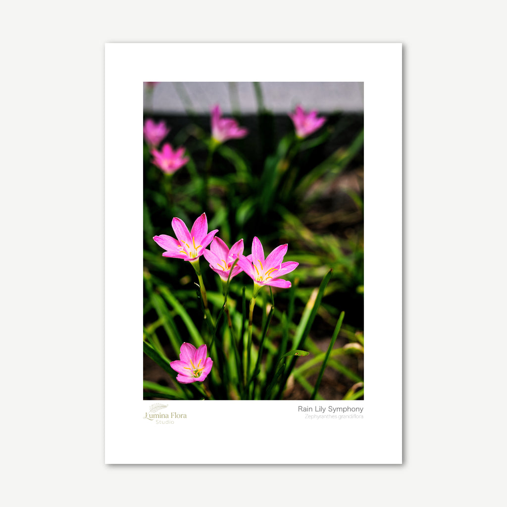 Unframed print: pink rain lilies in green grass, white gallery border