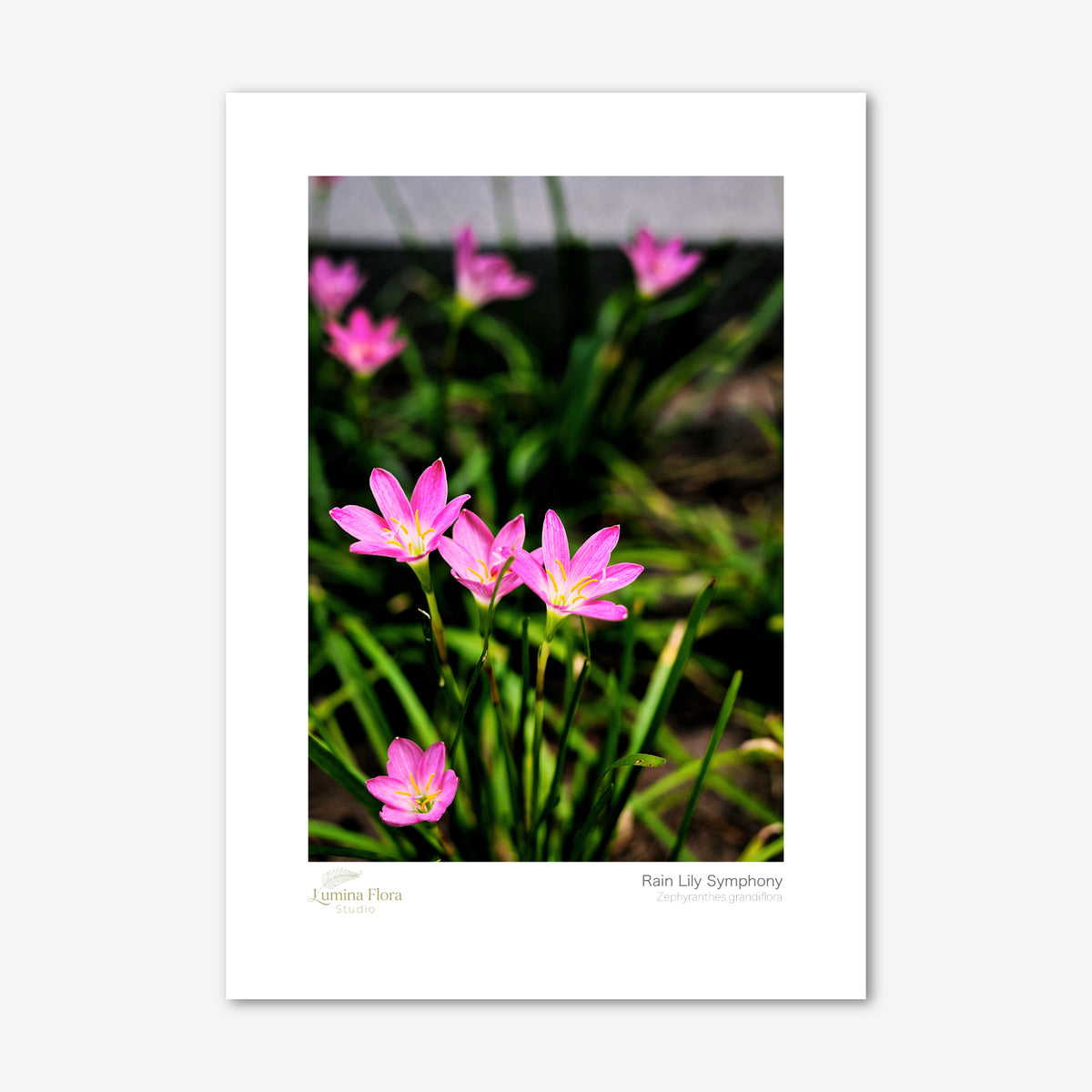 Unframed print: pink rain lilies in green grass, white gallery border