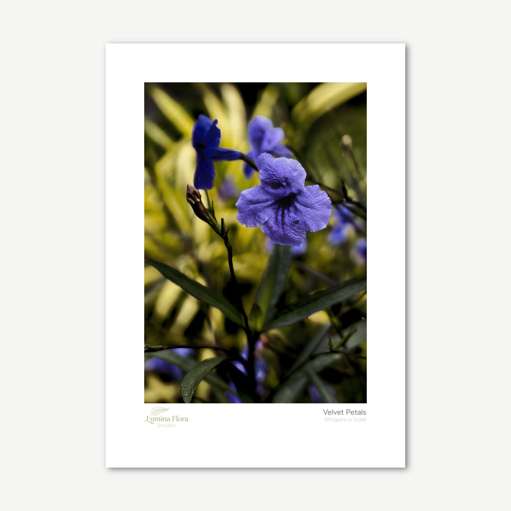 Unframed print: close-up of purple flowers, white gallery border