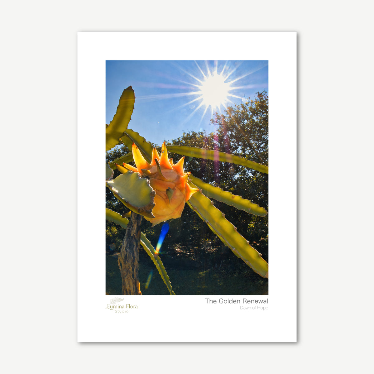 Unframed print: yellow dragon fruit flower bud under a sunburst, white gallery border