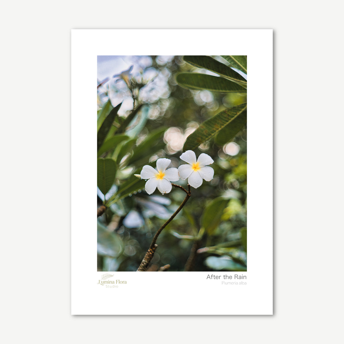 Unframed print: two white frangipani flowers with water droplets, white gallery border