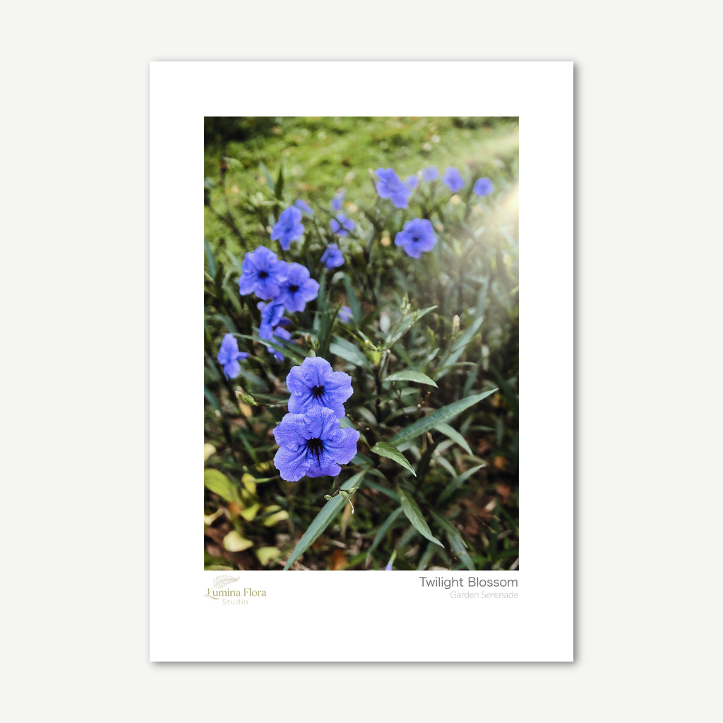 Unframed print: purple petunias in golden light, white gallery border