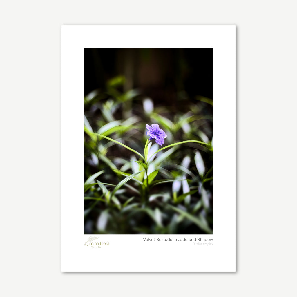 Unframed print: single purple Mexican petunia against dark foliage, white gallery border