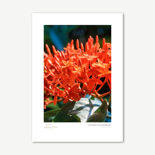 Unframed print: cluster of red ixora flowers, white gallery border