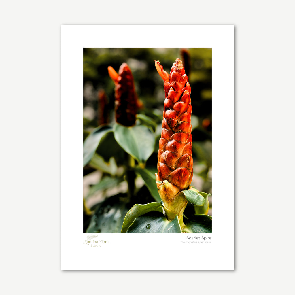Unframed print: red button ginger flower spike, white gallery border