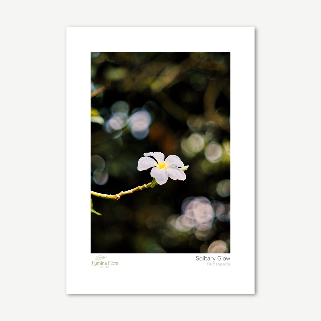 Unframed print: white frangipani flower with raindrops, white gallery border