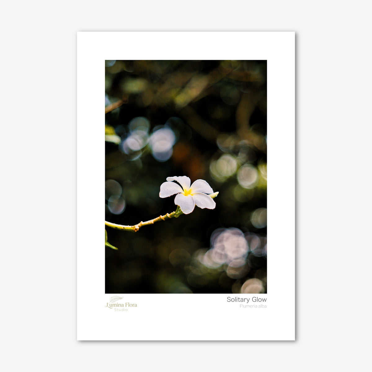Unframed print: white frangipani flower with raindrops, white gallery border