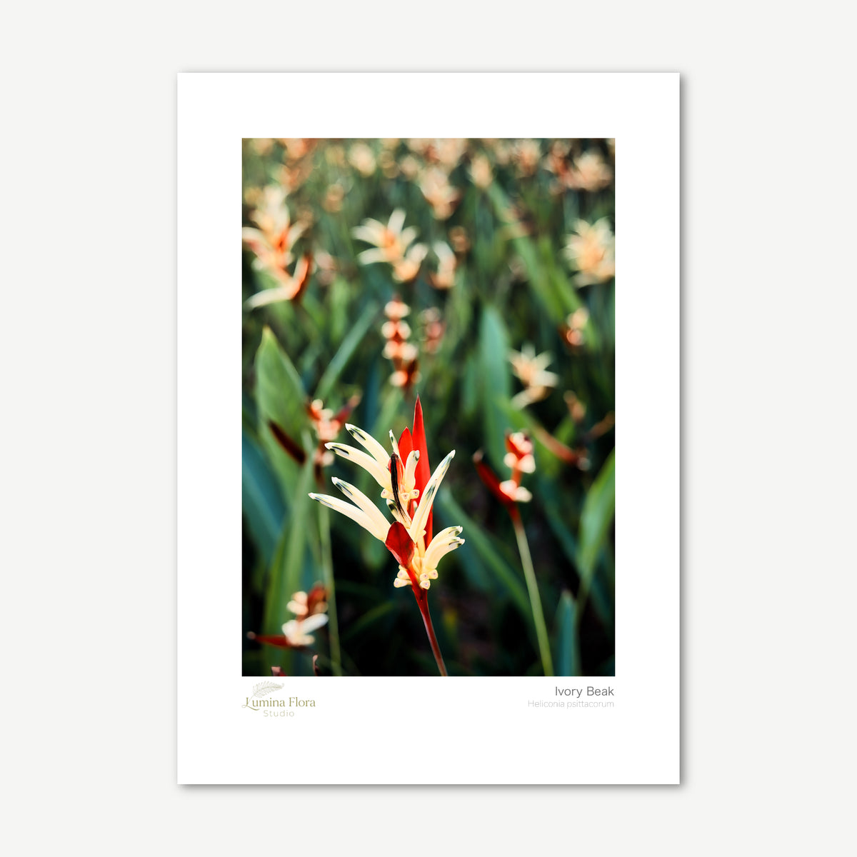 Unframed print: ivory heliconia parrot flower with red tips, white gallery border